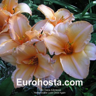 Hemerocallis Look Once Again - Eurohosta