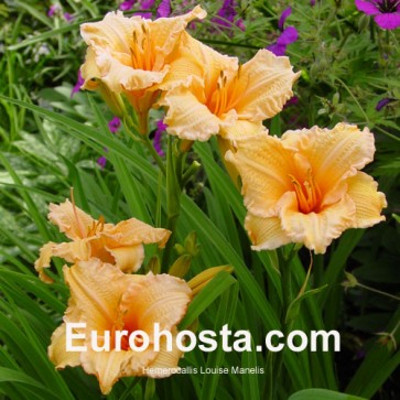 Hemerocallis Louise Manelis - Eurohosta