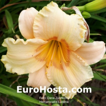 Hemerocallis Lubena