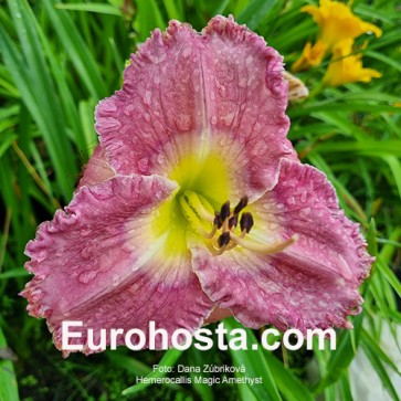  Hemerocallis Magic Amethist