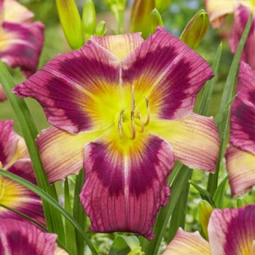 Hemerocallis Magic Dancer