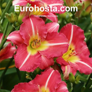 Hemerocallis Matrousjka 