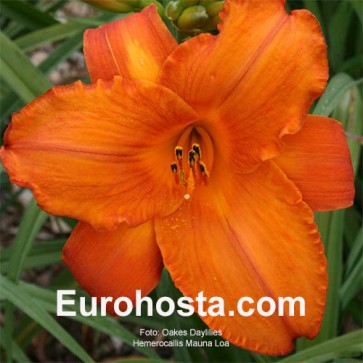 Hemerocallis Mauna Loa