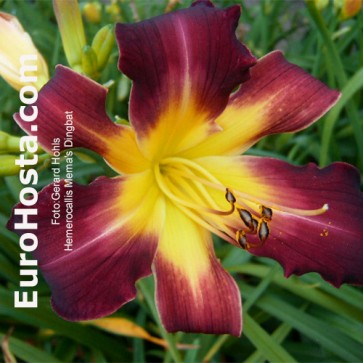 Hemerocallis Mema's Dingbat