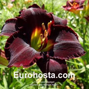 Hemerocallis Midnight Magic 