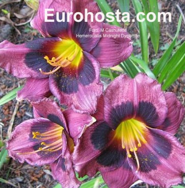 Hemerocallis Midnight Dynamite