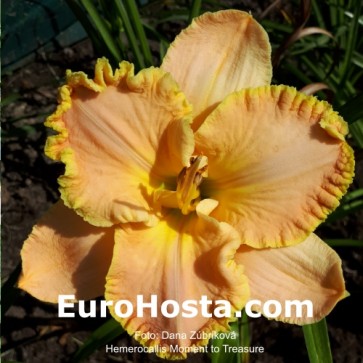 Hemerocallis Moment to Treasure 