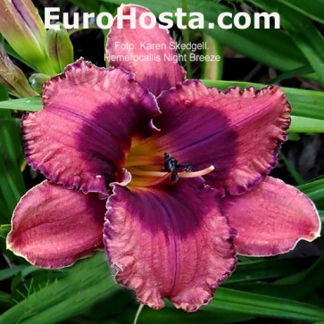 Hemerocallis Night Breeze