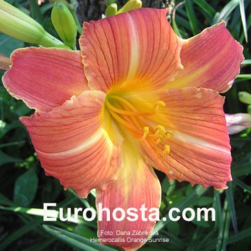 Hemerocallis Orange Sunrise - Eurohosta