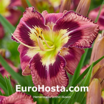 Hemerocallis Orchid Illusion