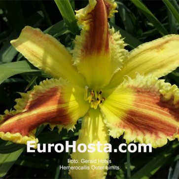 Hemerocallis Outer Limits