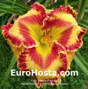 Hemerocallis Parrots of the Caribbean - Eurohosta