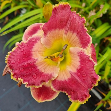 Hemerocallis Picture in Picture