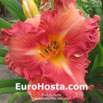 Hemerocallis Pink Aberration