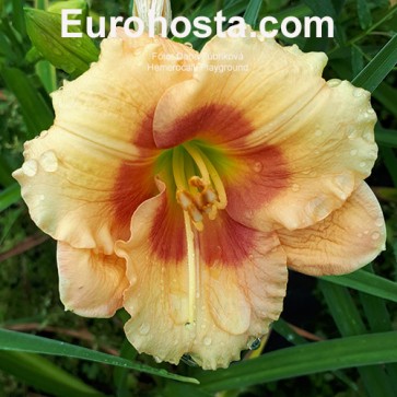 Hemerocallis Playground - Eurohosta