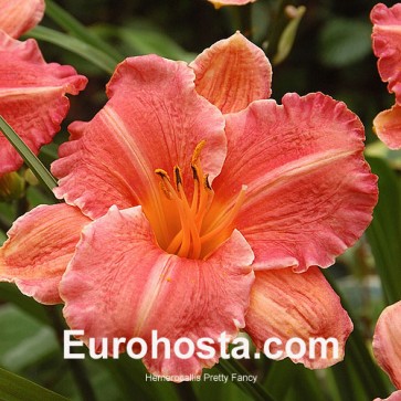 Hemerocallis Pretty Fancy - Eurohosta