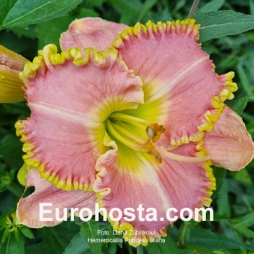 Hemerocallis Princess Diana