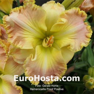 Hemerocallis Proof Positive