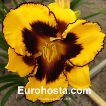 Hemerocallis Pumpkin Bandit - Eurohosta