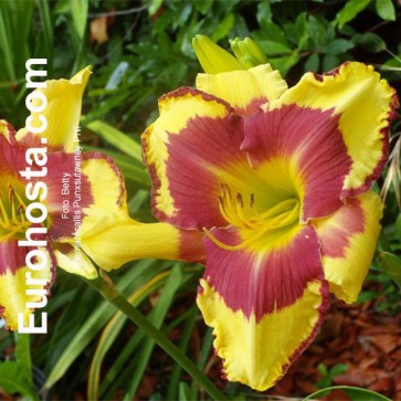 Hemerocallis Punxsutawney Phil