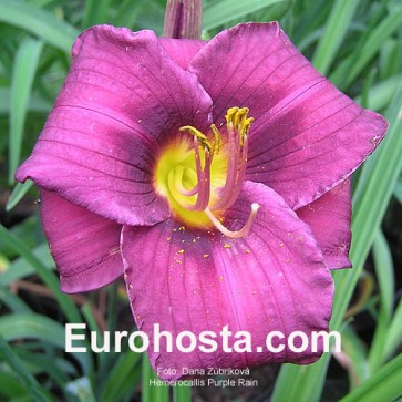 Hemerocallis Purple Rain - Eurohosta