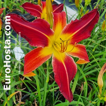 Hemerocallis Red Suspenders