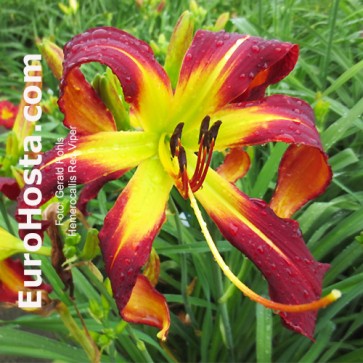 Hemerocallis Red Viper