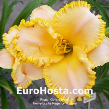 Hemerocallis Regency Fortune