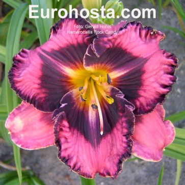 Hemerocallis Rock Candy