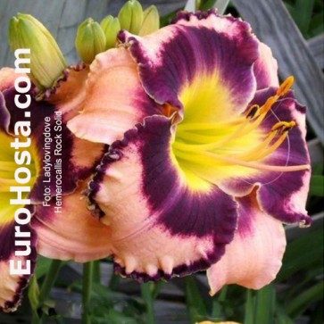 Hemerocallis Rock Solid