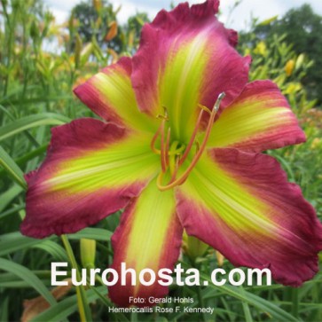 Hemerocallis Rose F. Kennedy