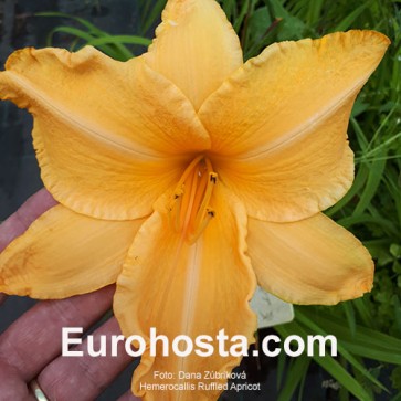 Hemerocallis Ruffled Apricot - Eurohosta