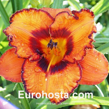 Hemerocallis San Luis Halloween