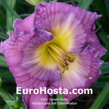 Hemerocallis Self Determination