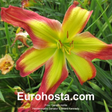 Hemerocallis Senator Edward M. Kennedy