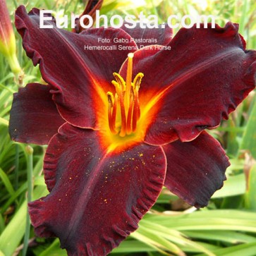 Hemerocallis Serena Dark Horse