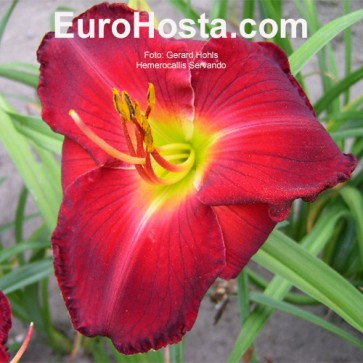 Hemerocallis Servando