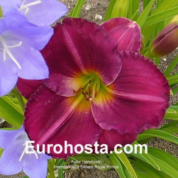 Hemerocallis Siloam Royal Prince 