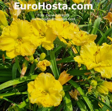 Hemerocallis Smugglers Gold 