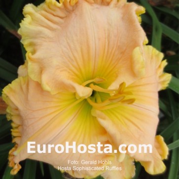 Hemerocallis Sophisticated Ruffles