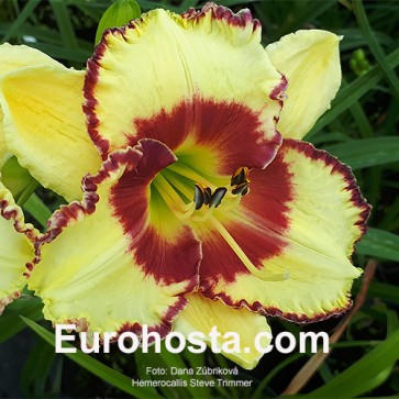 Hemerocallis Steve Trimmer