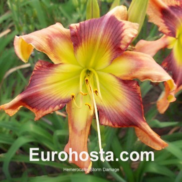 Hemerocallis Storm Damage