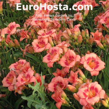 Hemerocallis Strawberry Candy - Eurohosta