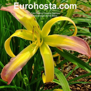 Hemerocallis String Bikini