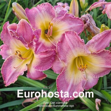 Hemerocallis Summertime Idyll