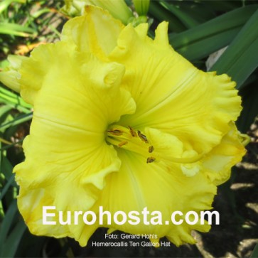 Hemerocallis Ten Gallon Hat