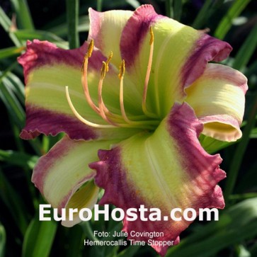 Hemerocallis Time Stopper