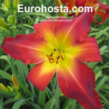 Hemerocallis Woman's Scorn