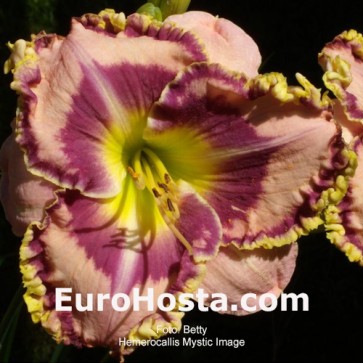 Hemerocallis Mystic Image