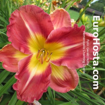 Hemerocallis Charming Charlie